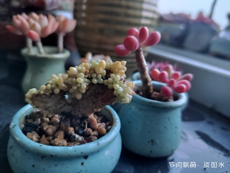 二月二，龙抬头，多肉焕新颜
