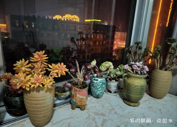 二月二，龙抬头，多肉焕新颜