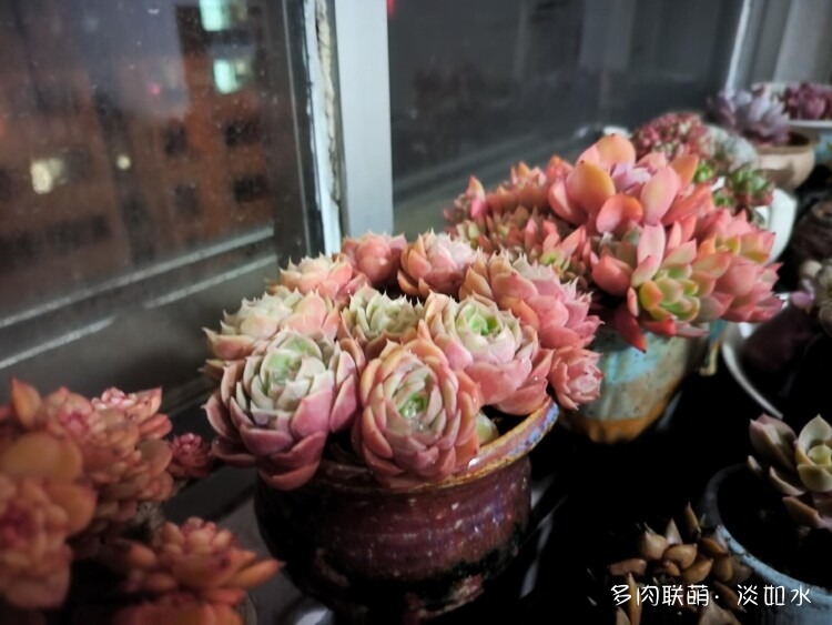 二月二，龙抬头，多肉焕新颜