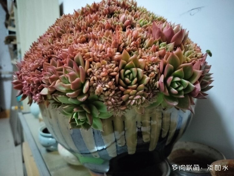 二月二，龙抬头，多肉焕新颜