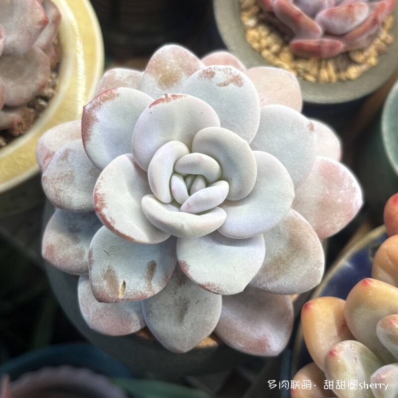江苏春天阳台上的多肉