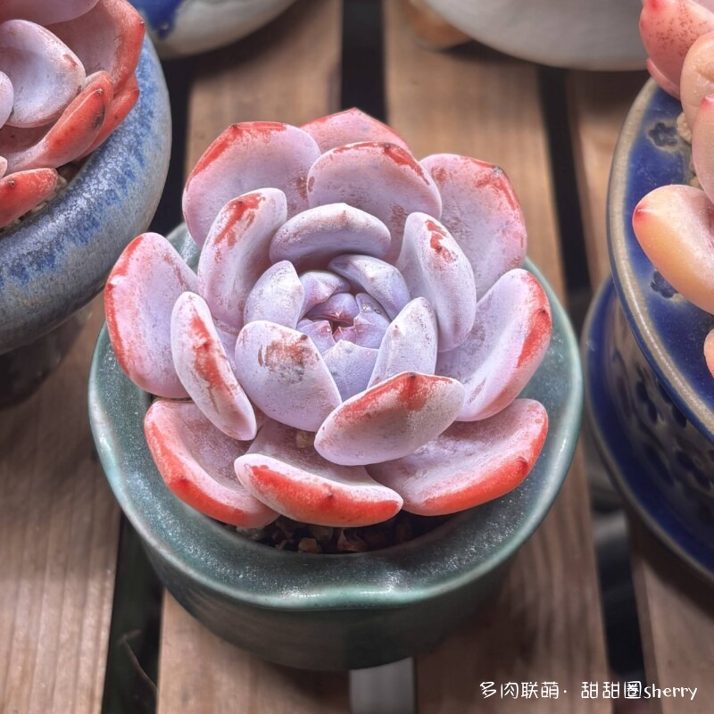 江苏春天阳台上的多肉