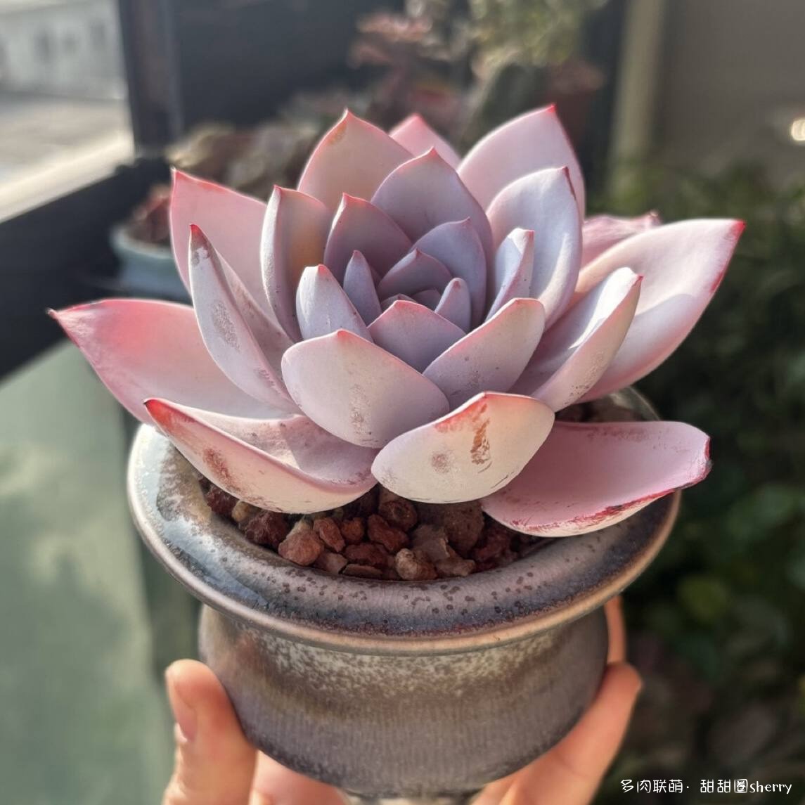 江苏春天阳台上的多肉