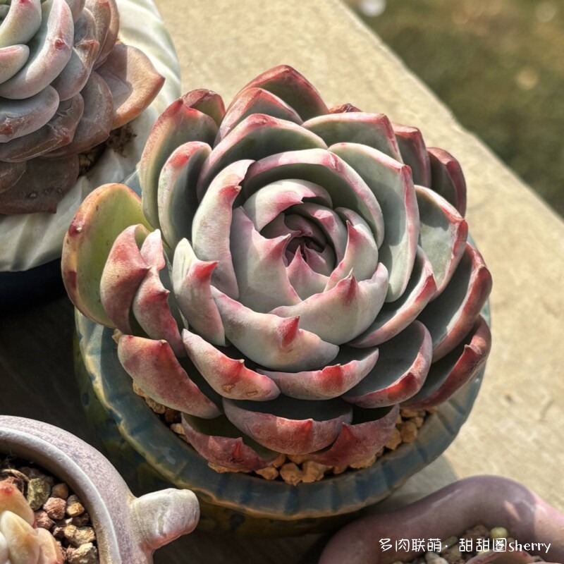 江苏春天阳台上的多肉