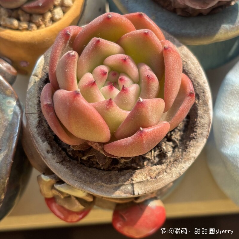 江苏春天阳台上的多肉