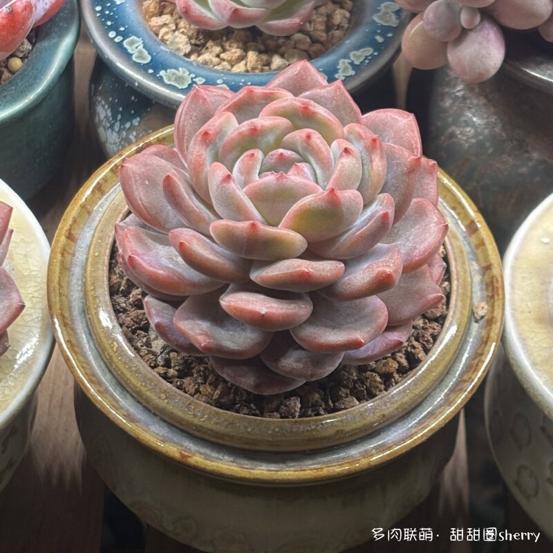 江苏春天阳台上的多肉