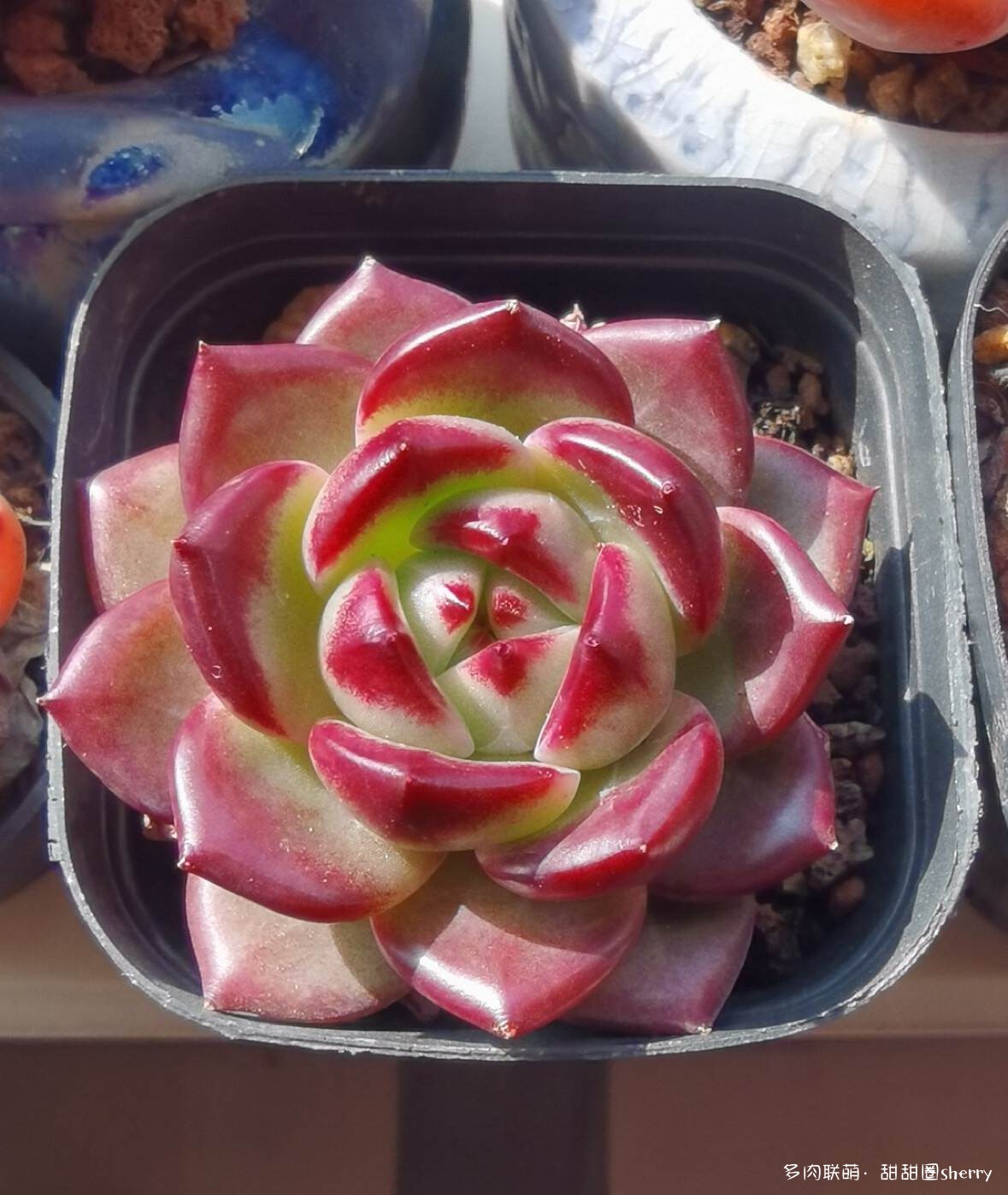 江苏春天阳台上的多肉
