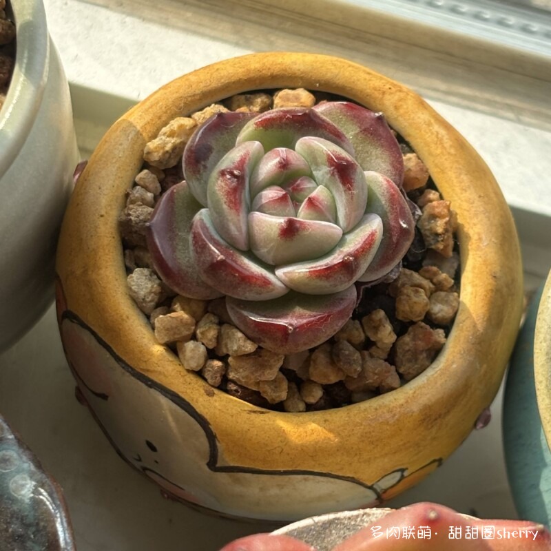 江苏春天阳台上的多肉