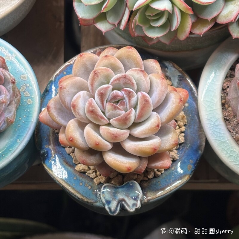 江苏春天阳台上的多肉