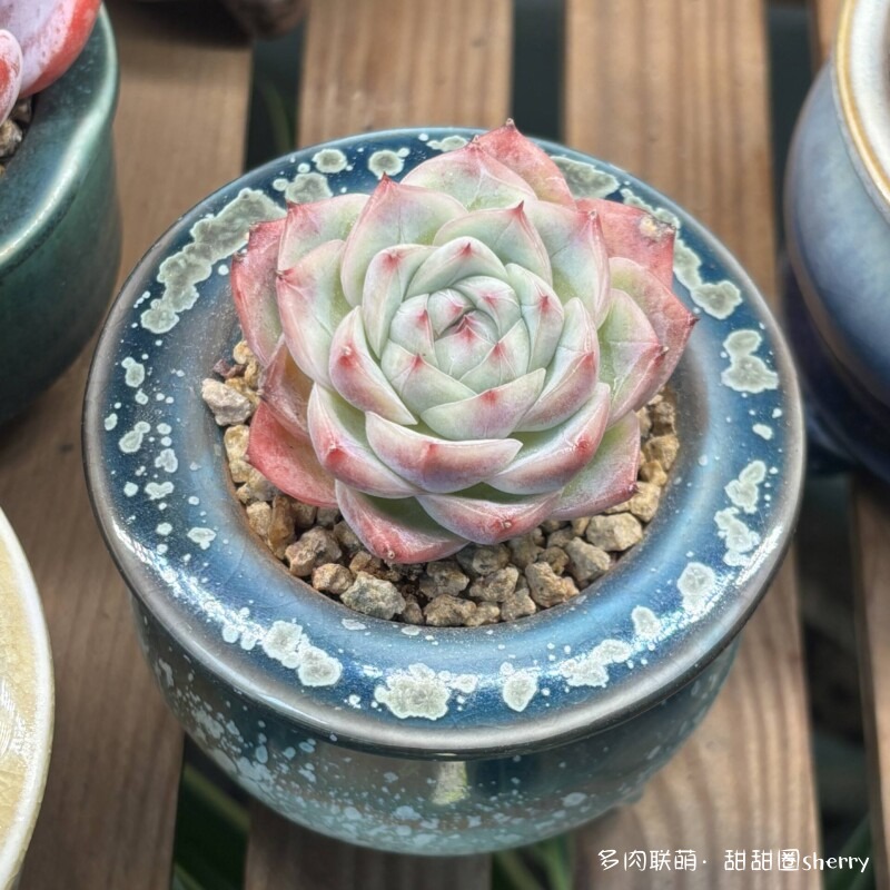 江苏春天阳台上的多肉