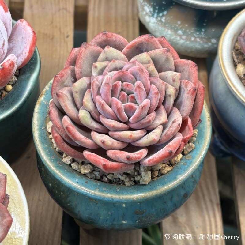 江苏春天阳台上的多肉
