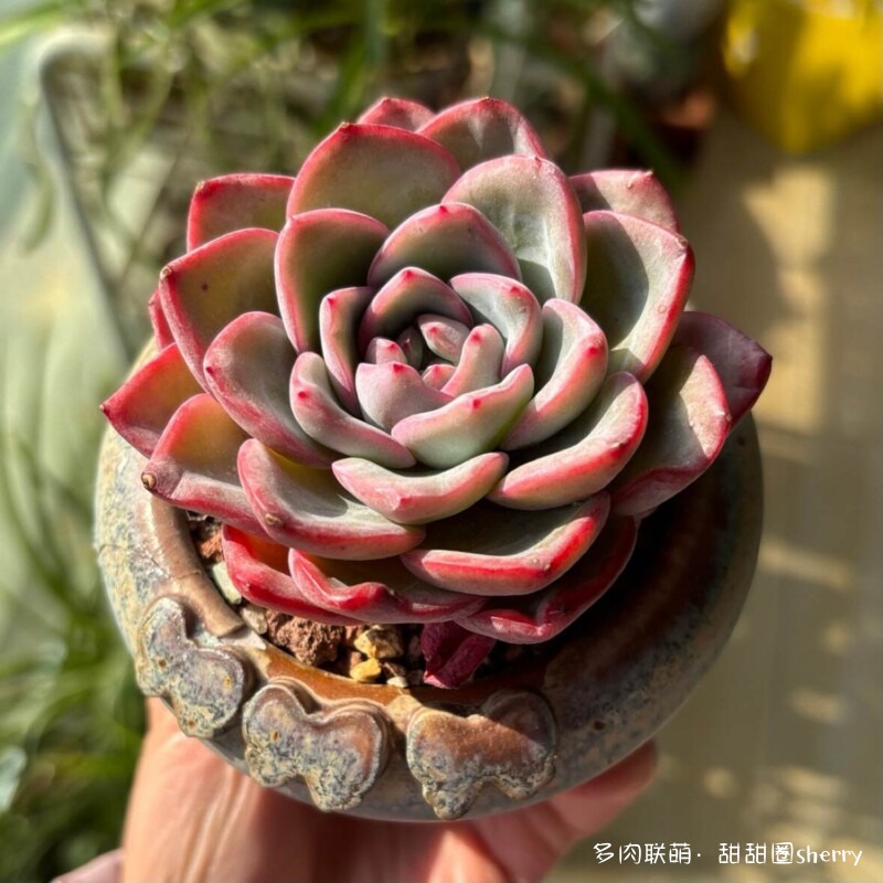 江苏春天阳台上的多肉