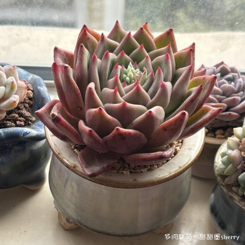 江苏春天阳台上的多肉