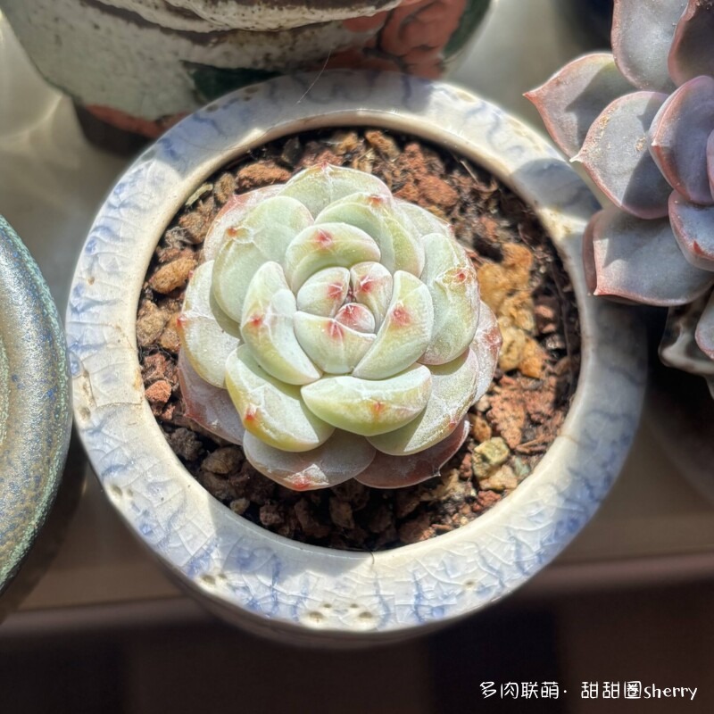 江苏春天阳台上的多肉