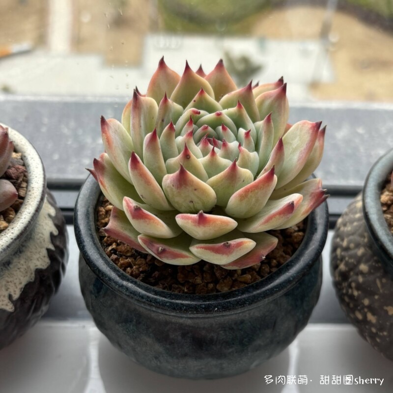 江苏春天阳台上的多肉