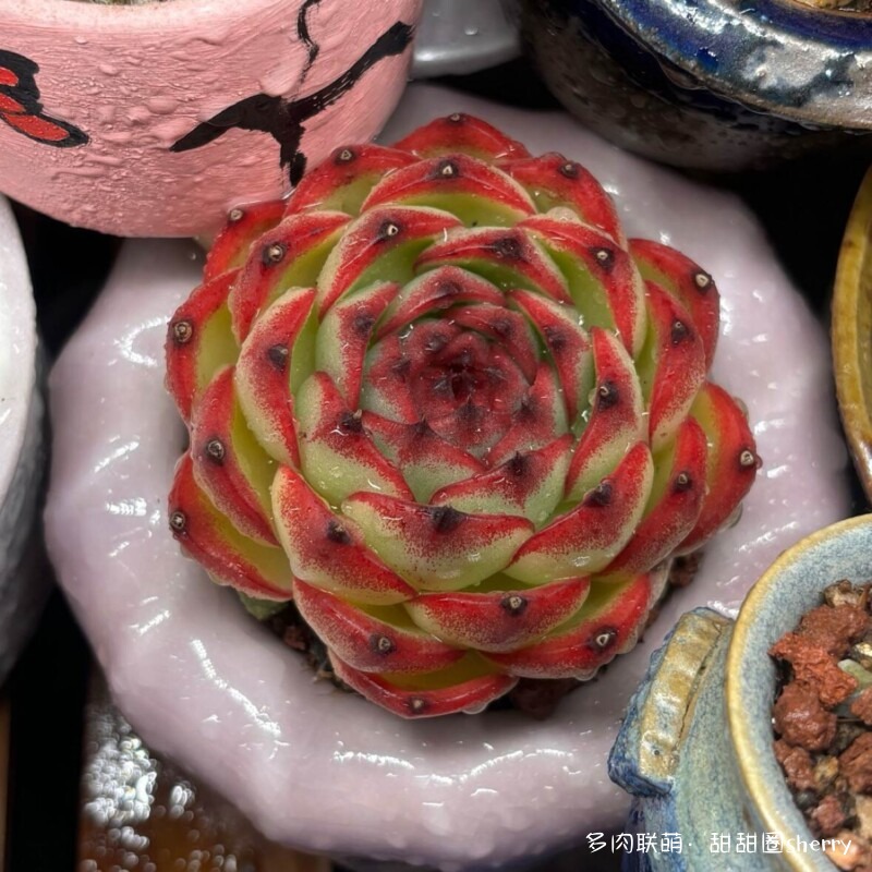 江苏春天阳台上的多肉