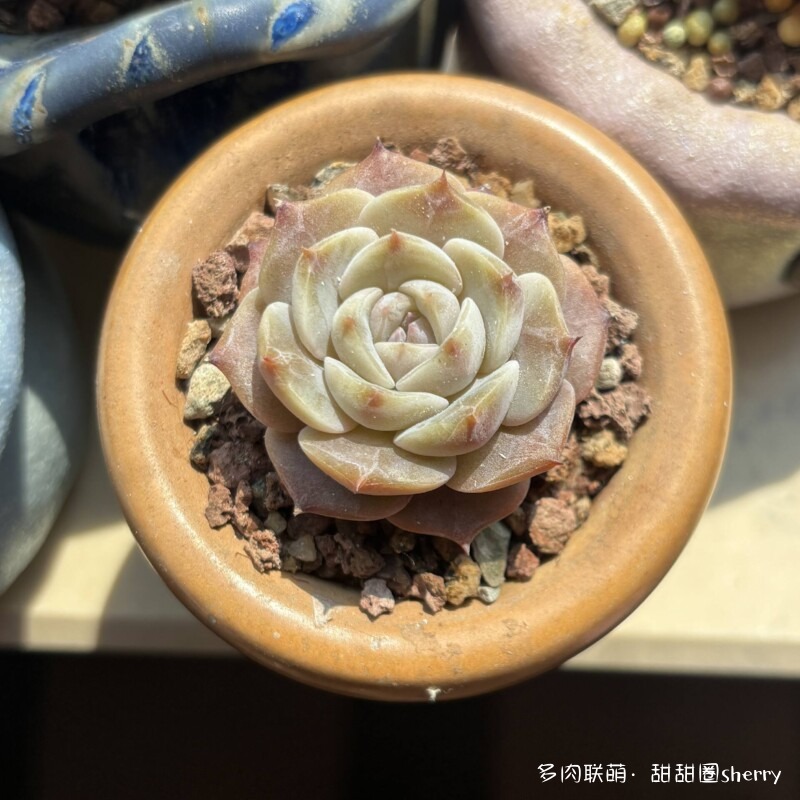江苏春天阳台上的多肉