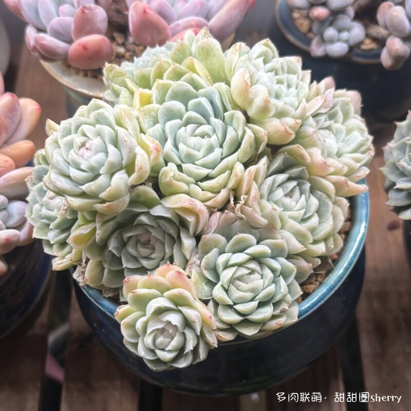 江苏春天阳台上的多肉