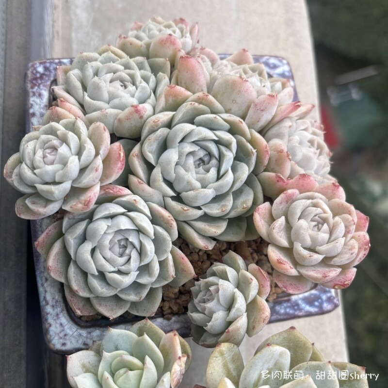 江苏春天阳台上的多肉