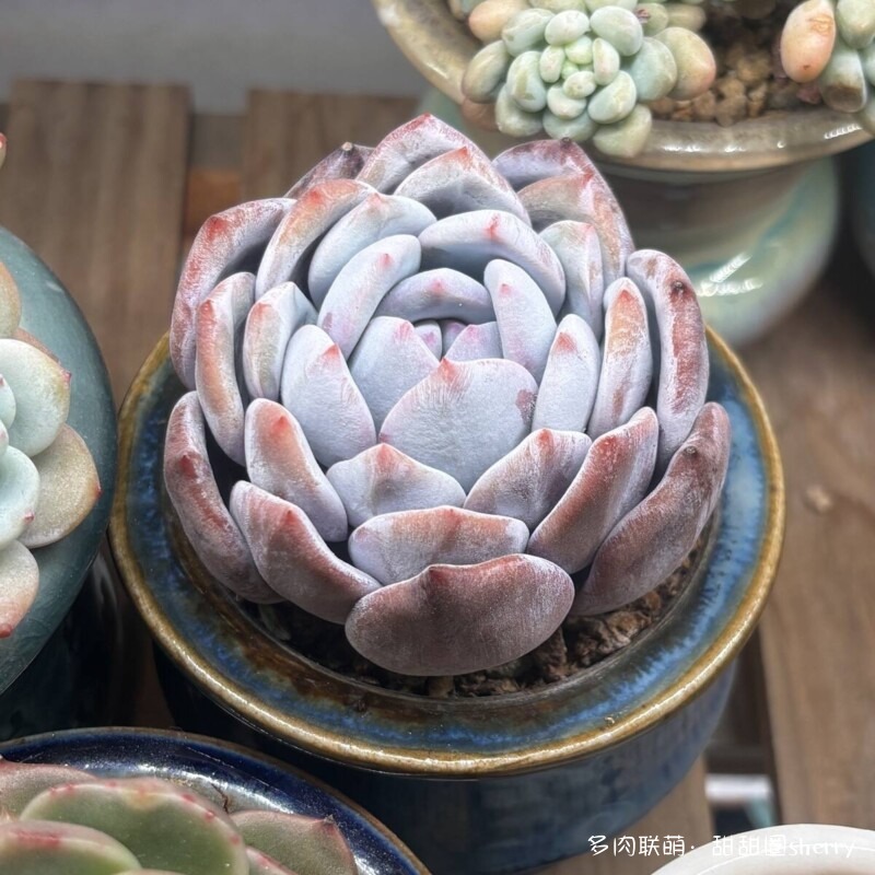 江苏春天阳台上的多肉