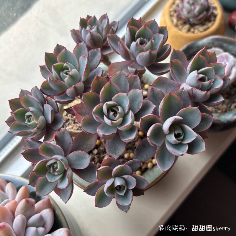 江苏春天阳台上的多肉