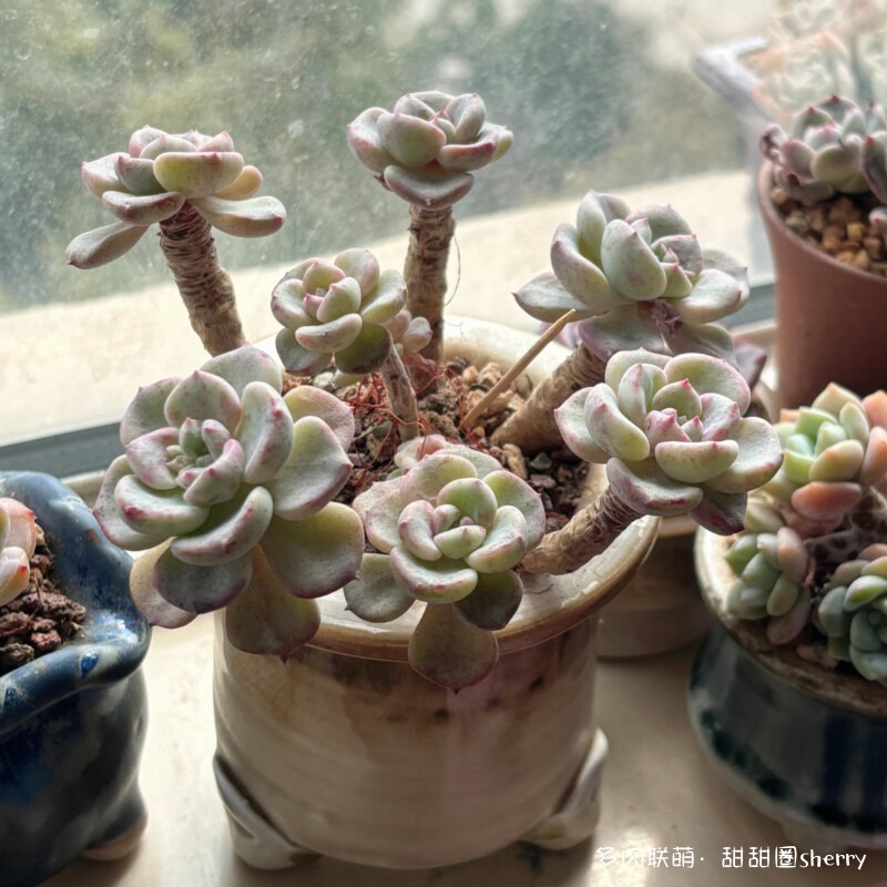 江苏春天阳台上的多肉