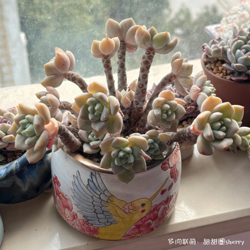 江苏春天阳台上的多肉