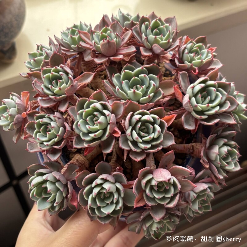 江苏春天阳台上的多肉