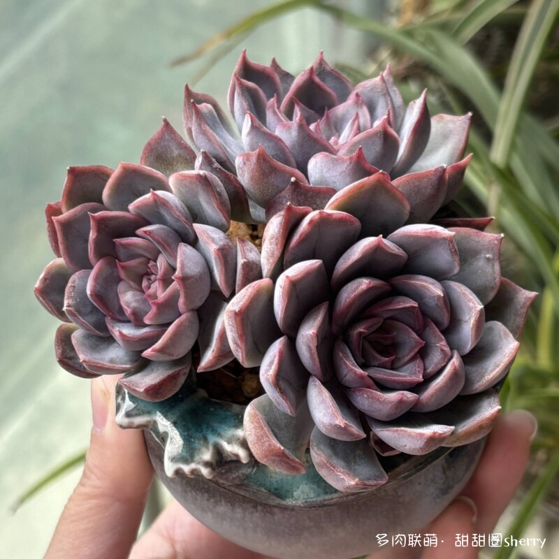 江苏春天阳台上的多肉