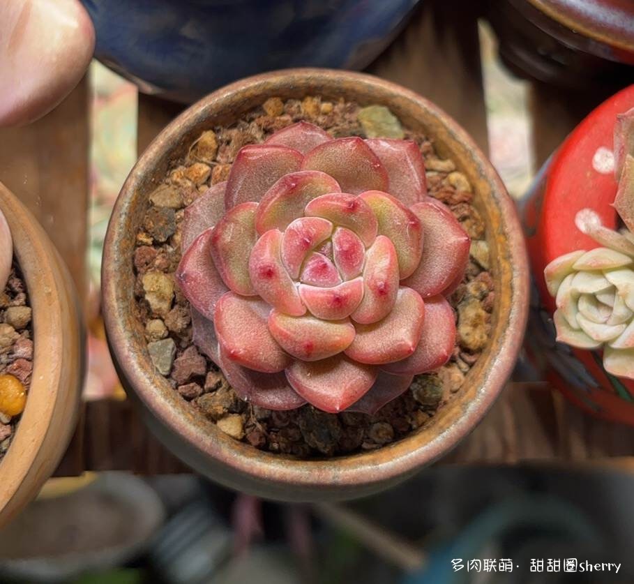 江苏春天阳台上的多肉