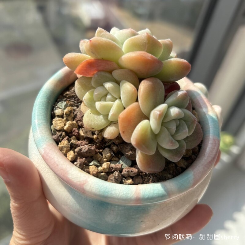 江苏春天阳台上的多肉