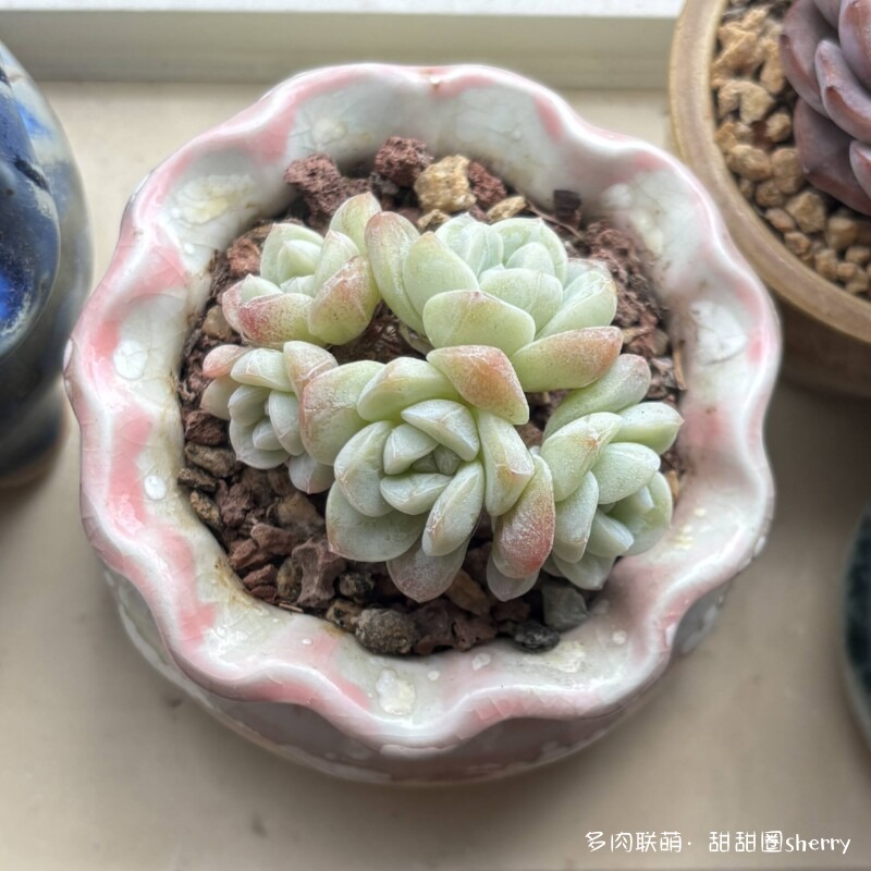 江苏春天阳台上的多肉