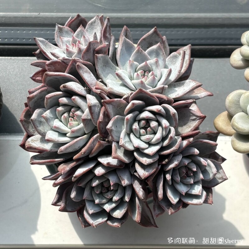 江苏春天阳台上的多肉