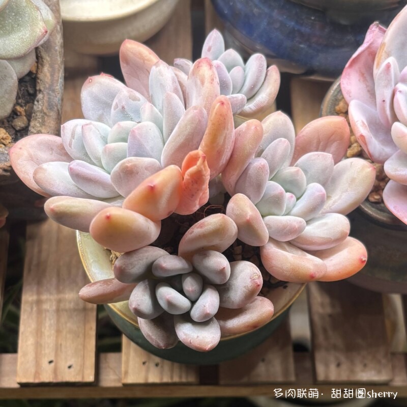 江苏春天阳台上的多肉