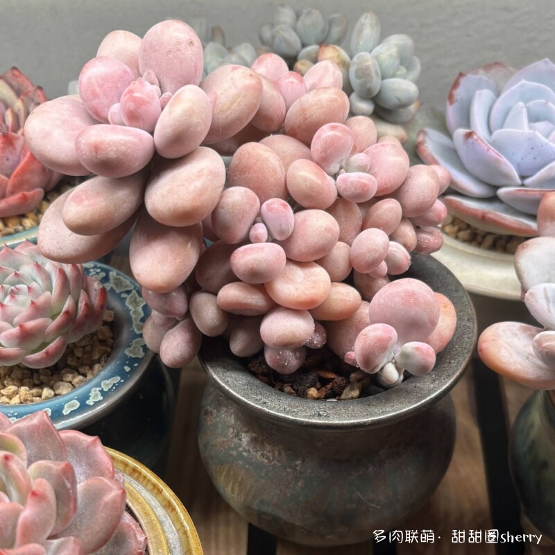 江苏春天阳台上的多肉