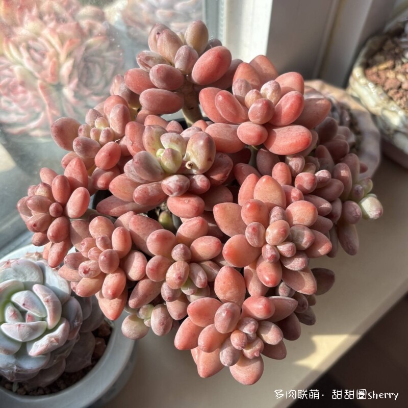 江苏春天阳台上的多肉