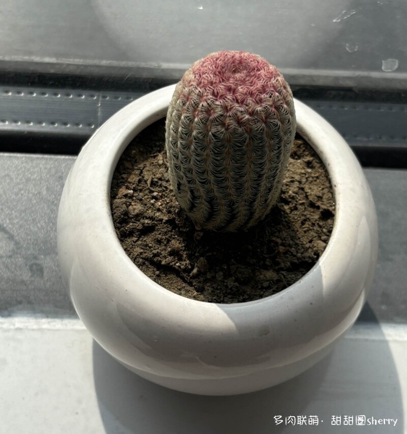 江苏春天阳台上的多肉