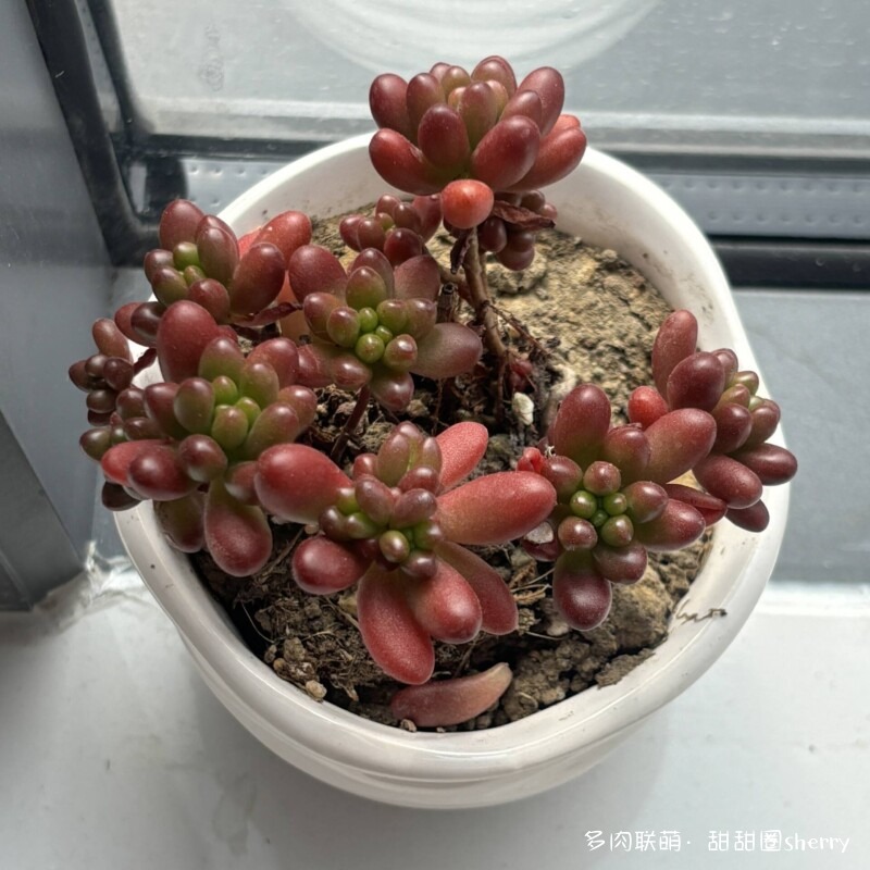 江苏春天阳台上的多肉