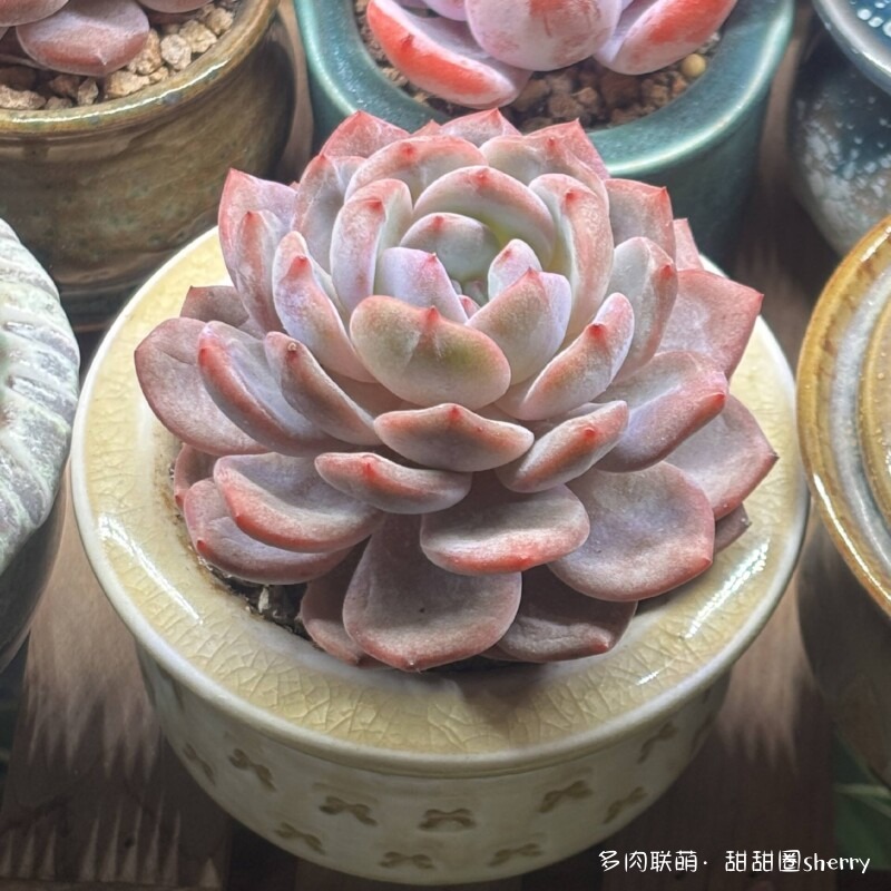江苏春天阳台上的多肉
