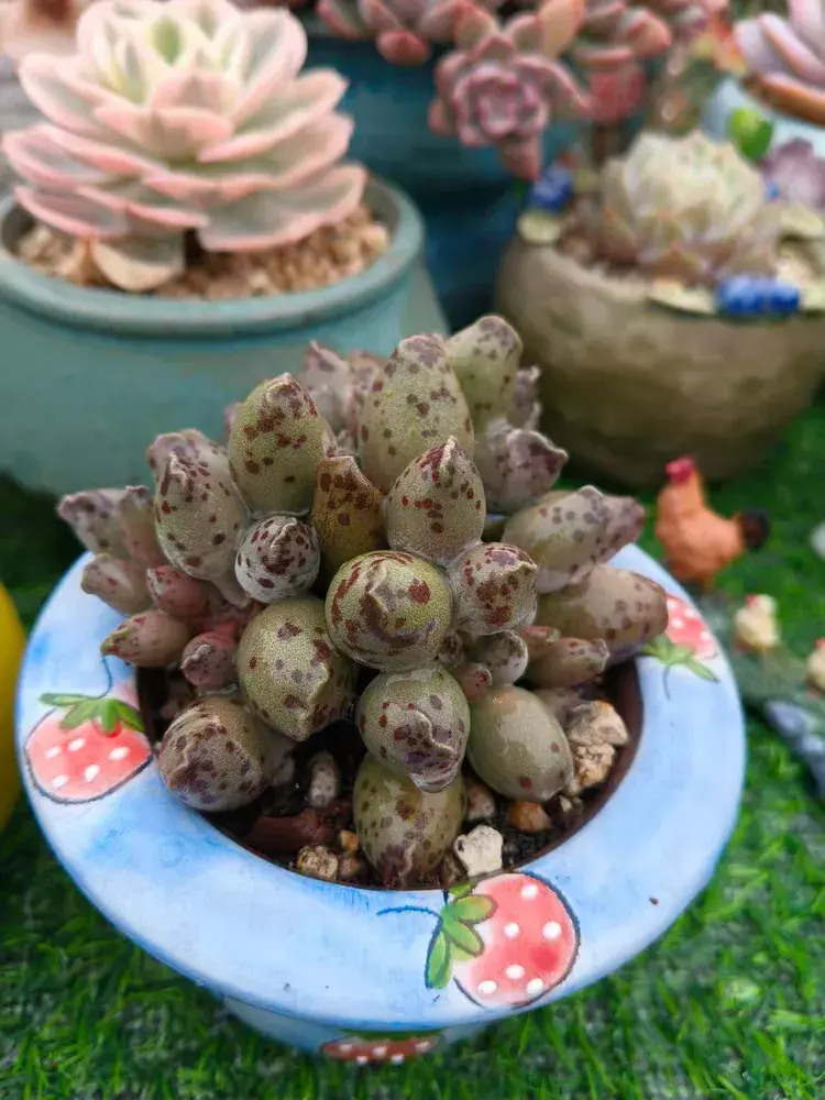 春风里的多肉
