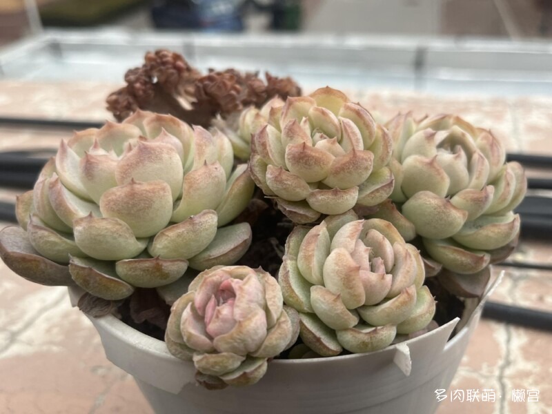 经历了寒冬多肉的成长变化