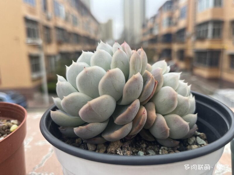 经历了寒冬多肉的成长变化
