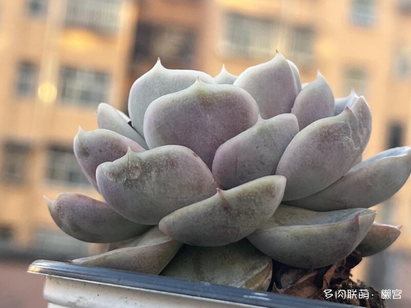 经历了寒冬多肉的成长变化