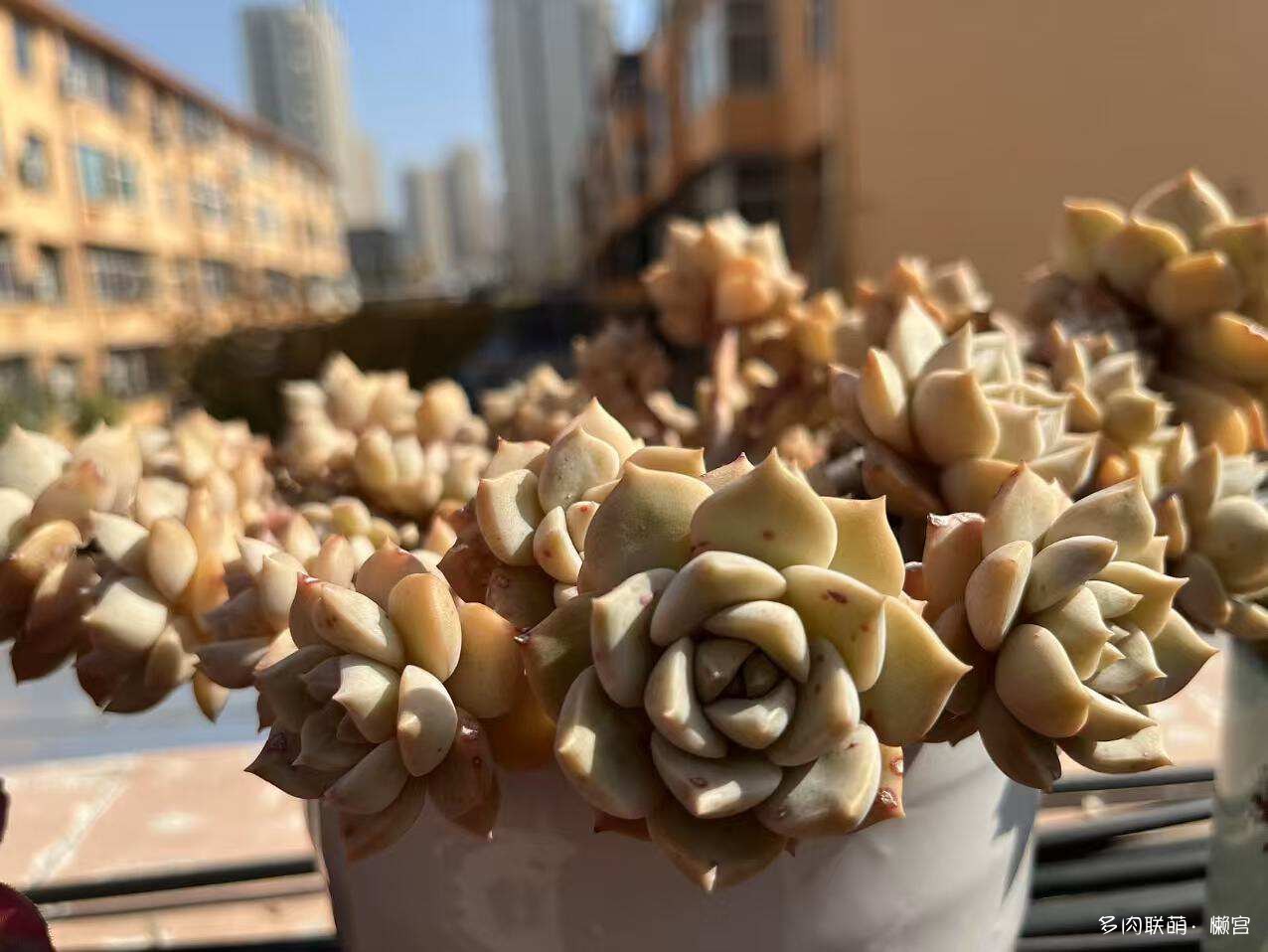 经历了寒冬多肉的成长变化