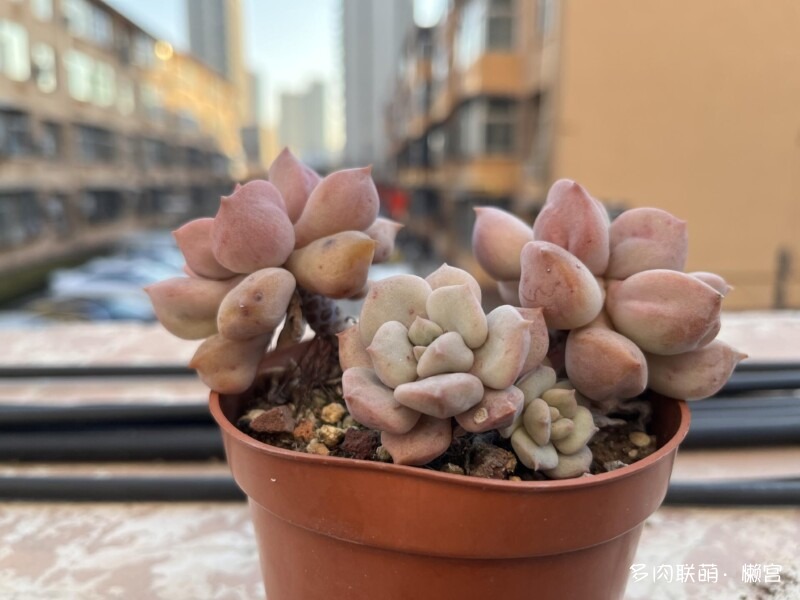 经历了寒冬多肉的成长变化