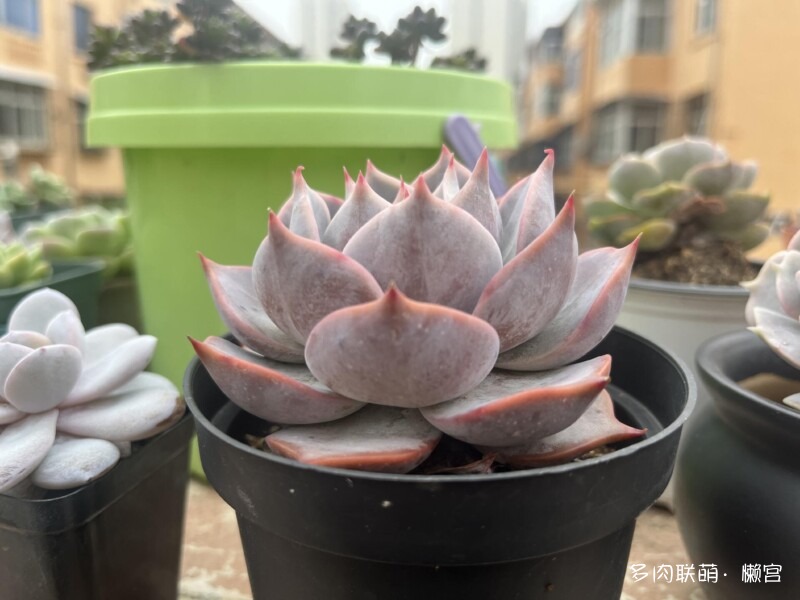 经历了寒冬多肉的成长变化