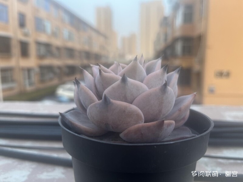 经历了寒冬多肉的成长变化