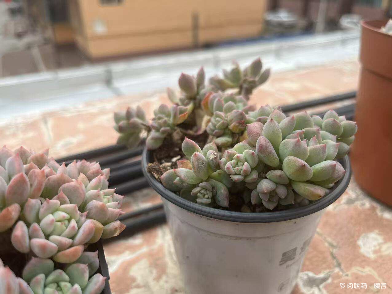 经历了寒冬多肉的成长变化