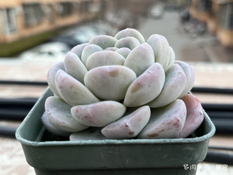 经历了寒冬多肉的成长变化