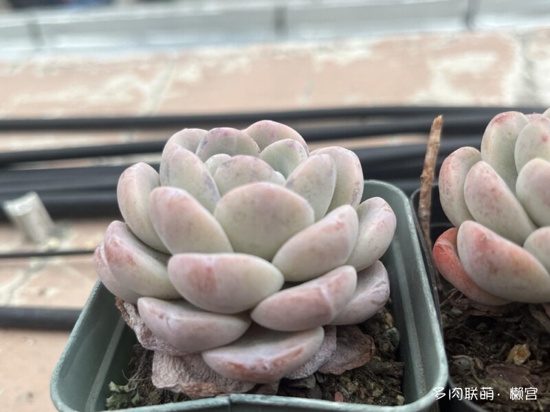 经历了寒冬多肉的成长变化